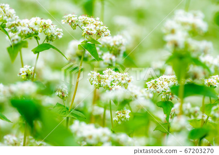 夏季蕎麥花遍布[長野縣] 67203270