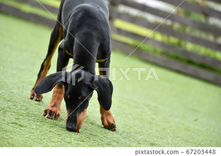 Doberman Puppy playing with dog run Doberman Puppy playing with dog run 67203448