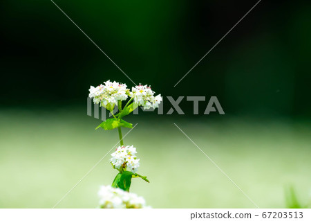 Summer soba flowers spread all over [Nagano Prefecture] 67203513