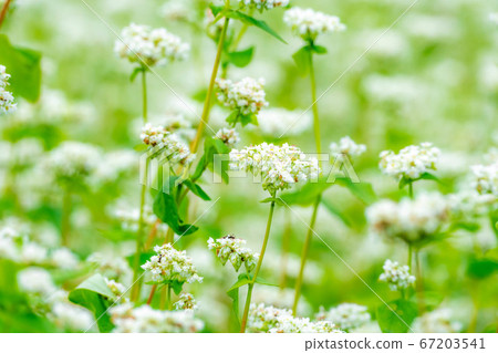 夏季蕎麥花遍布[長野縣] 67203541