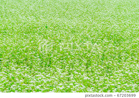 Summer soba flowers spread all over [Nagano Prefecture] 67203699