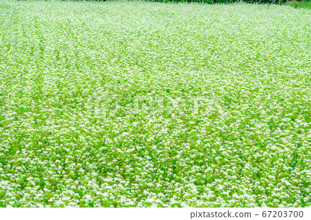 Summer soba flowers spread all over [Nagano Prefecture] 67203700