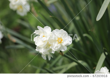 Narcissus Narcissus 67203918