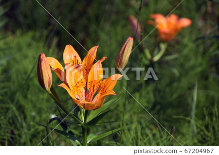 Roadside Ezo Squash Lily 67204967