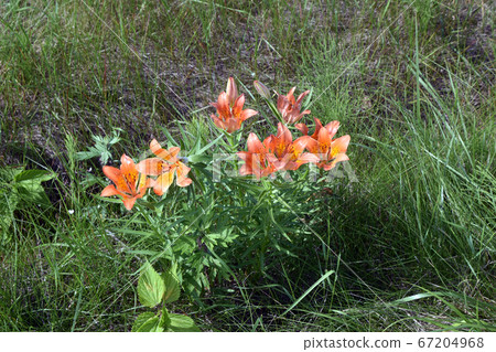 Roadside Ezo Squash Lily 67204968
