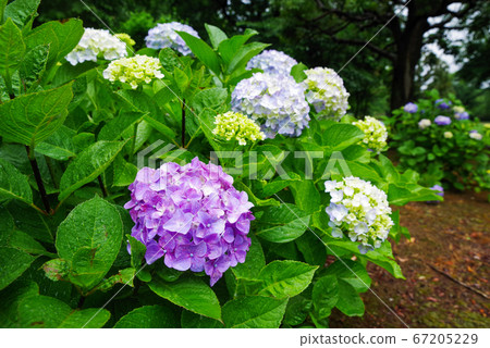 Hydrangea blooming in a park on a rainy day Hydrangea blooming in a park on a rainy day 67205229
