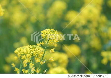 在荒川河床上盛開的油菜花 在荒川河床上盛開的油菜花 67205250
