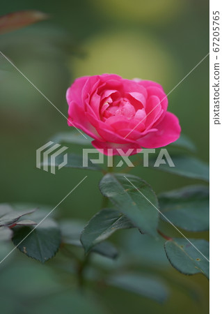 像按鈕一樣的紅玫瑰 像按鈕一樣的紅玫瑰 67205765