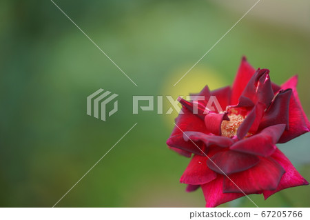 深紅色的玫瑰。桑格利亞之夜 深紅色的玫瑰。桑格利亞之夜 67205766