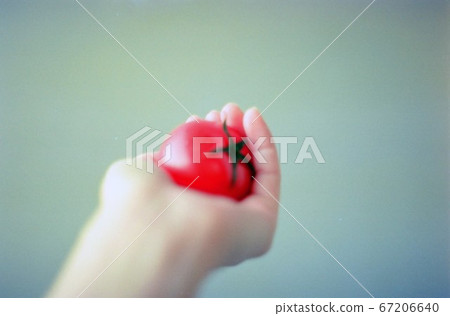 Red tomato in the palm 67206640