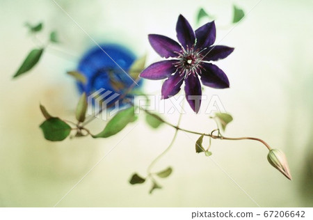 Clematis flowers and buds whose strings shake Clematis flowers and buds whose strings shake 67206642