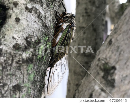 Claw seminar Claw seminar 67206643