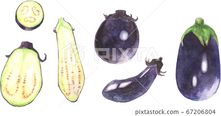 各種茄子的水彩插圖 67206804