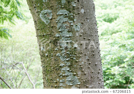 Crow trunk Crow trunk 67206815