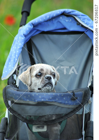 小狗出去 小狗出去 67206817