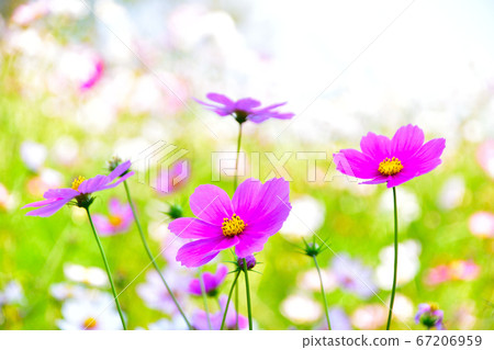Autumn cosmos flower field Autumn cosmos flower field 67206959