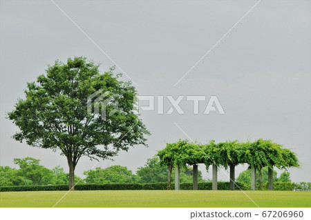 Large trees and wisteria on the lawn open space Large trees and wisteria on the lawn open space 67206960