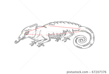 88星座陰影白色變色龍 67207376
