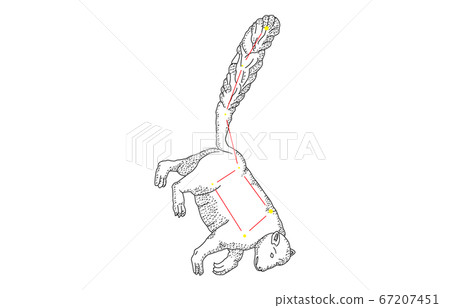 88 constellation with shadow 67207451