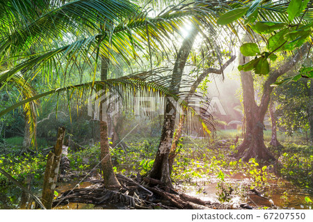 Jungle in Costa Rica 67207550