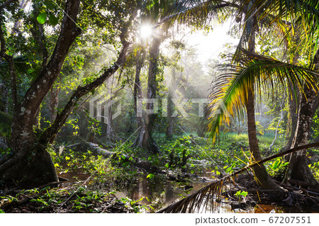 Jungle in Costa Rica 67207551