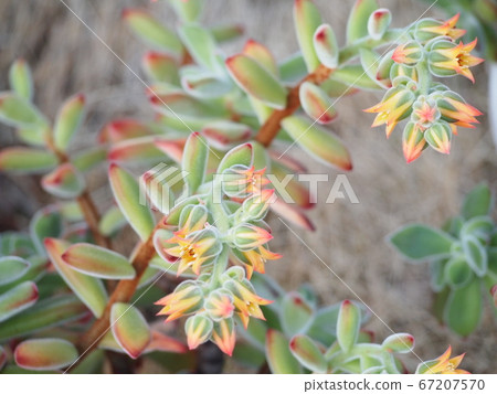 The Succulent Plant The Cannonal Tree Flowers Stock Photo 67207570 Pixta