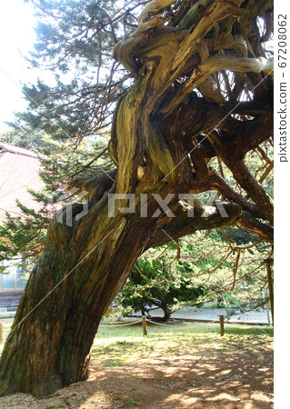 Kotonji寺的Ikki Kotonji寺的Ikki 67208062