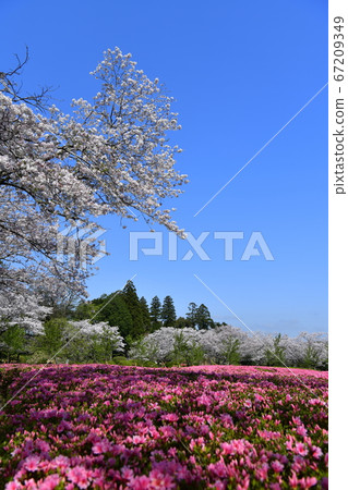Azalea in Takagi Kannonike Park Azalea in Takagi Kannonike Park 67209349