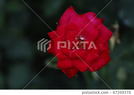 荒尾市Ooyamai市民花床玫瑰花 荒尾市Ooyamai市民花床玫瑰花 67209378