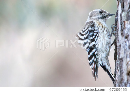 Kogera Wild Bird Japanese Pygmy Woodpecker Kogera Wild Bird Japanese Pygmy Woodpecker 67209463