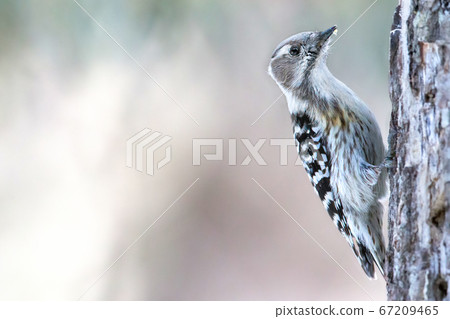 Kogera Wild Bird Japanese Pygmy Woodpecker Stock Photo