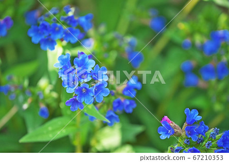 藍色的雞蛋花 67210353