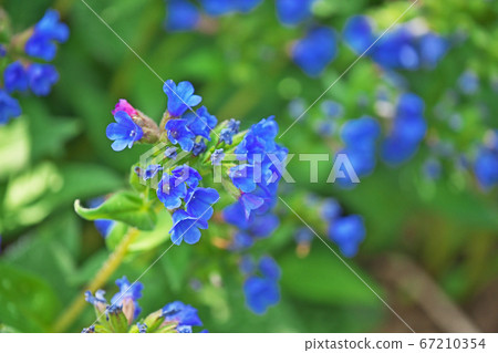 藍色的雞蛋花 67210354