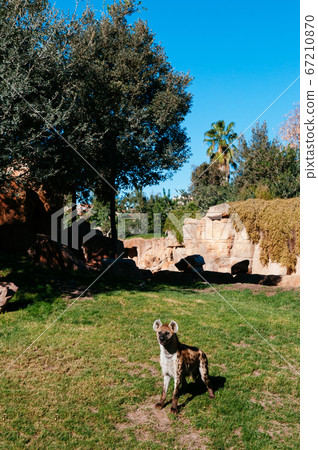 Spotted hyena on green grass lawn in Valencia Bioparc zoo Spotted hyena on green grass lawn in Valencia Bioparc zoo 67210870