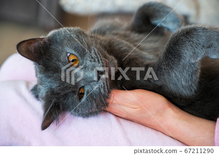 British shorthair cat 67211290