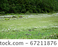 Iris, cotton boll and forest 67211876