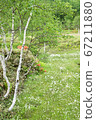 A depression with white birch and cotton boll 67211880
