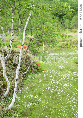A depression with white birch and cotton boll A depression with white birch and cotton boll 67211880