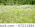 Birch forest and field of cotton grass 67211884
