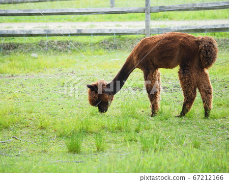 Ecorin Village Brown Alpaca 67212166