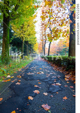 Autumn walking path 67212266