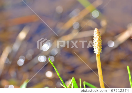 Water plant 67212274