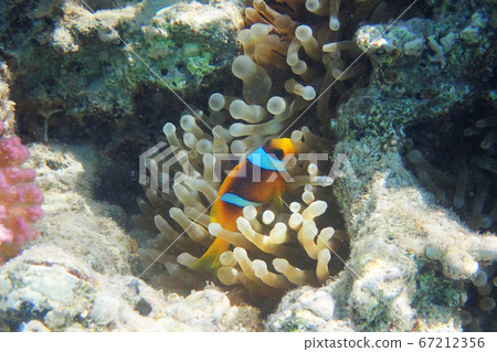orange nemo clown fish orange nemo clown fish 67212356