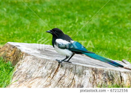 Banff National Park Magpie 67212556