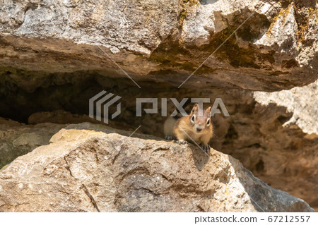 Squirrel between the rocks 67212557