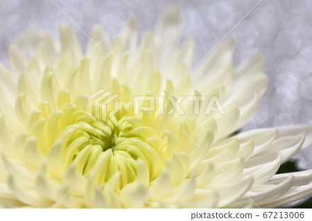 閃閃發光的銀色背景上的白菊花 67213006
