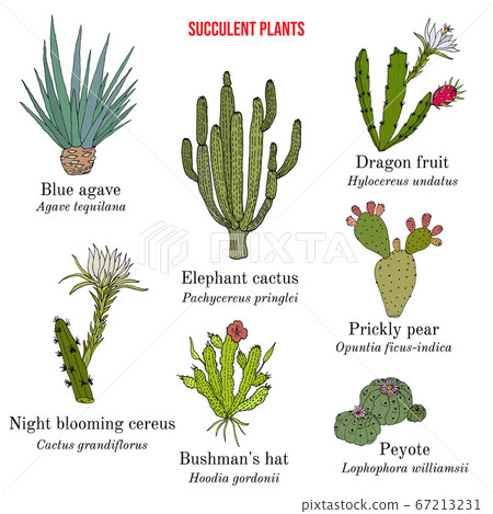 Medicinal and edible succulent plants collection - Stock Illustration  [67213231] - PIXTA