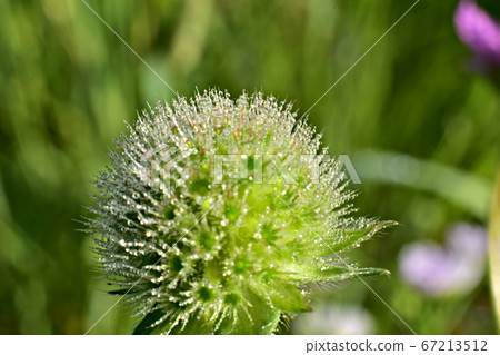 Drops of dew on the needles of a flower bud reflect the rays of the sun. 67213512