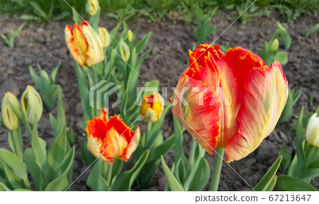 Beautiful bright colorful tulip close-up 67213647