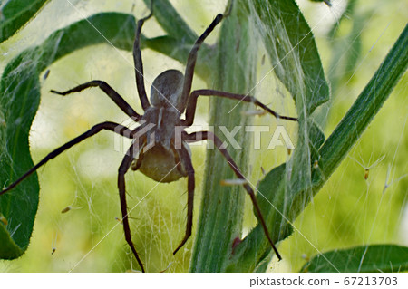A dark spider weaved a web on the stalks of grass. 67213703